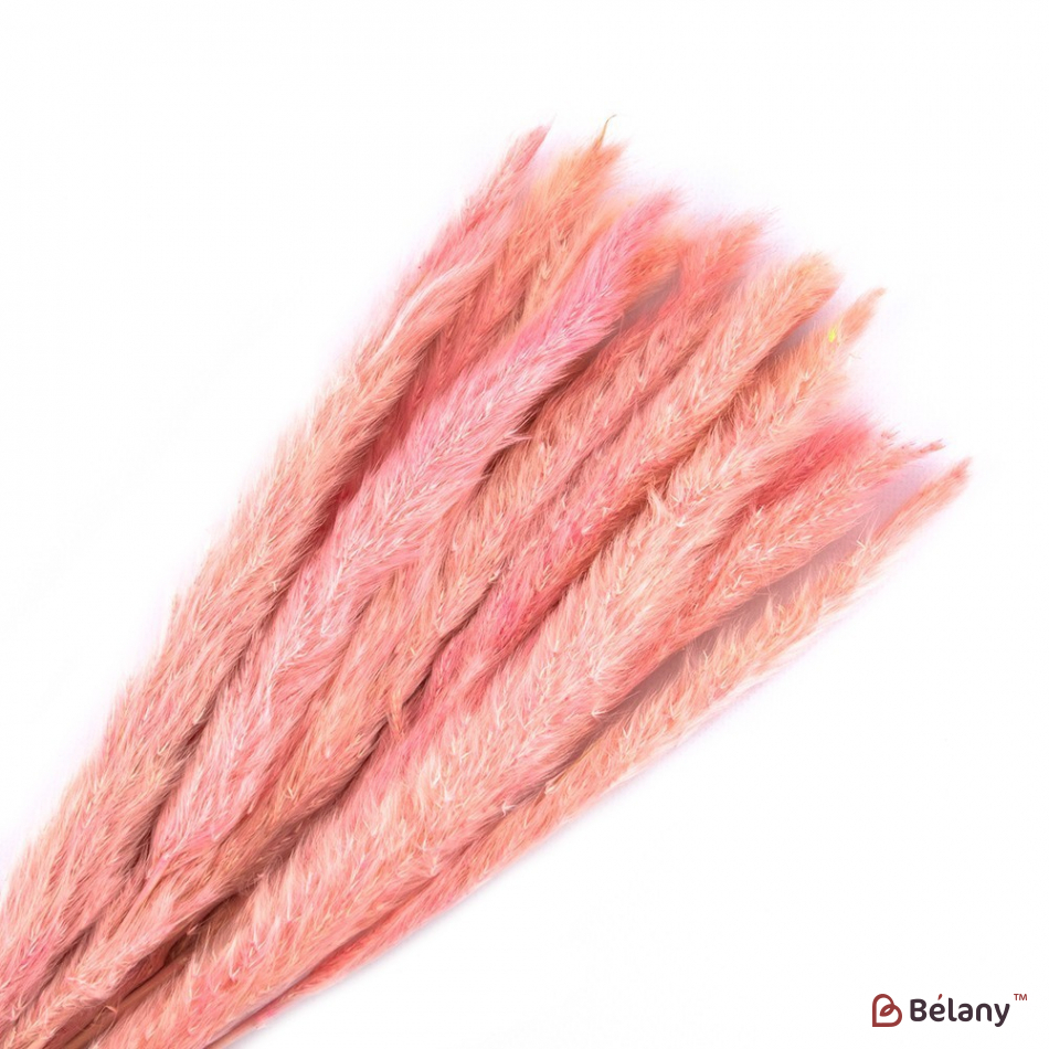 Пампасная трава розовая