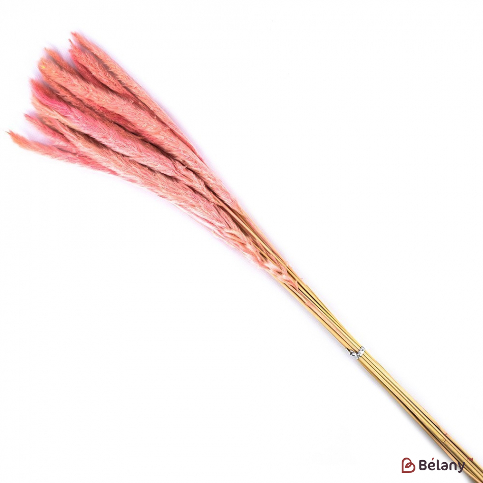 Пампасная трава розовая | 2