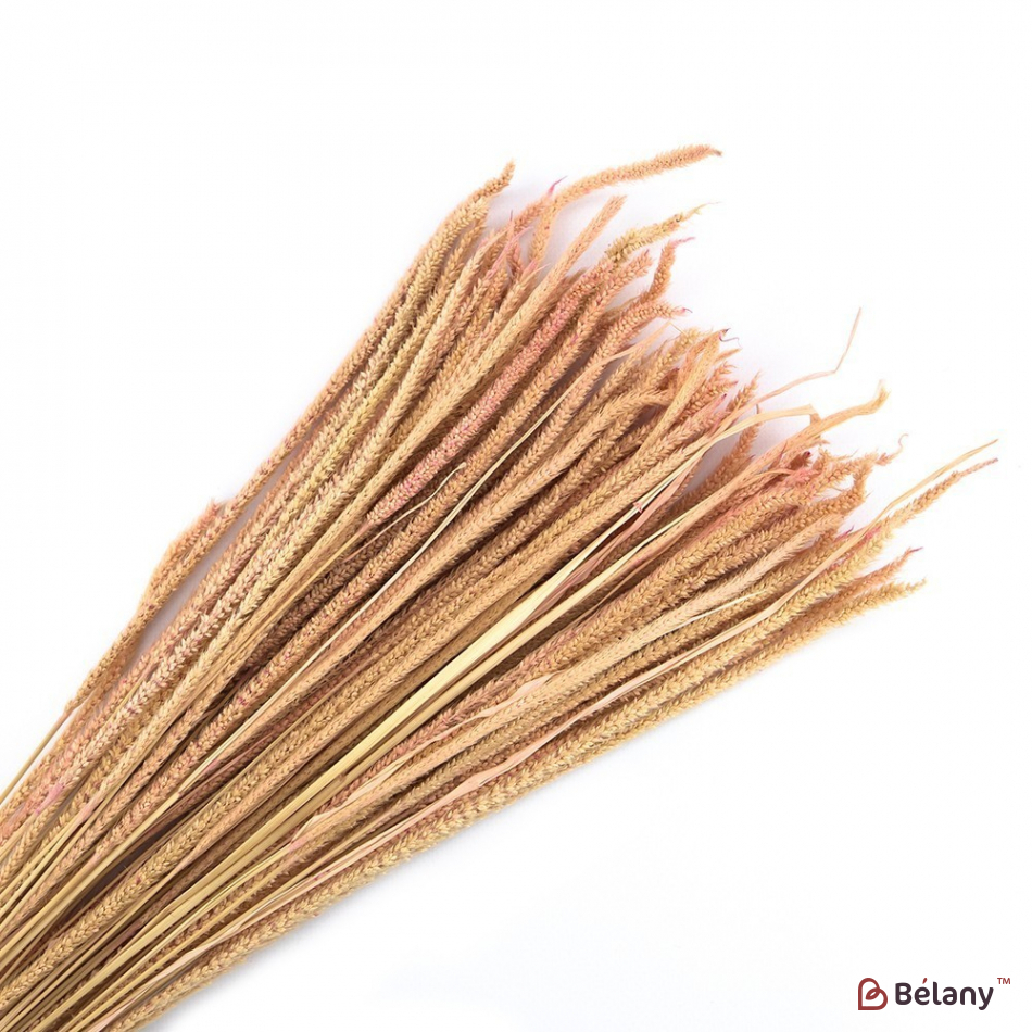 сухоцвет "03"