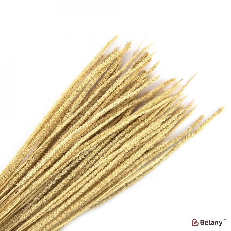 сухоцвет "07"