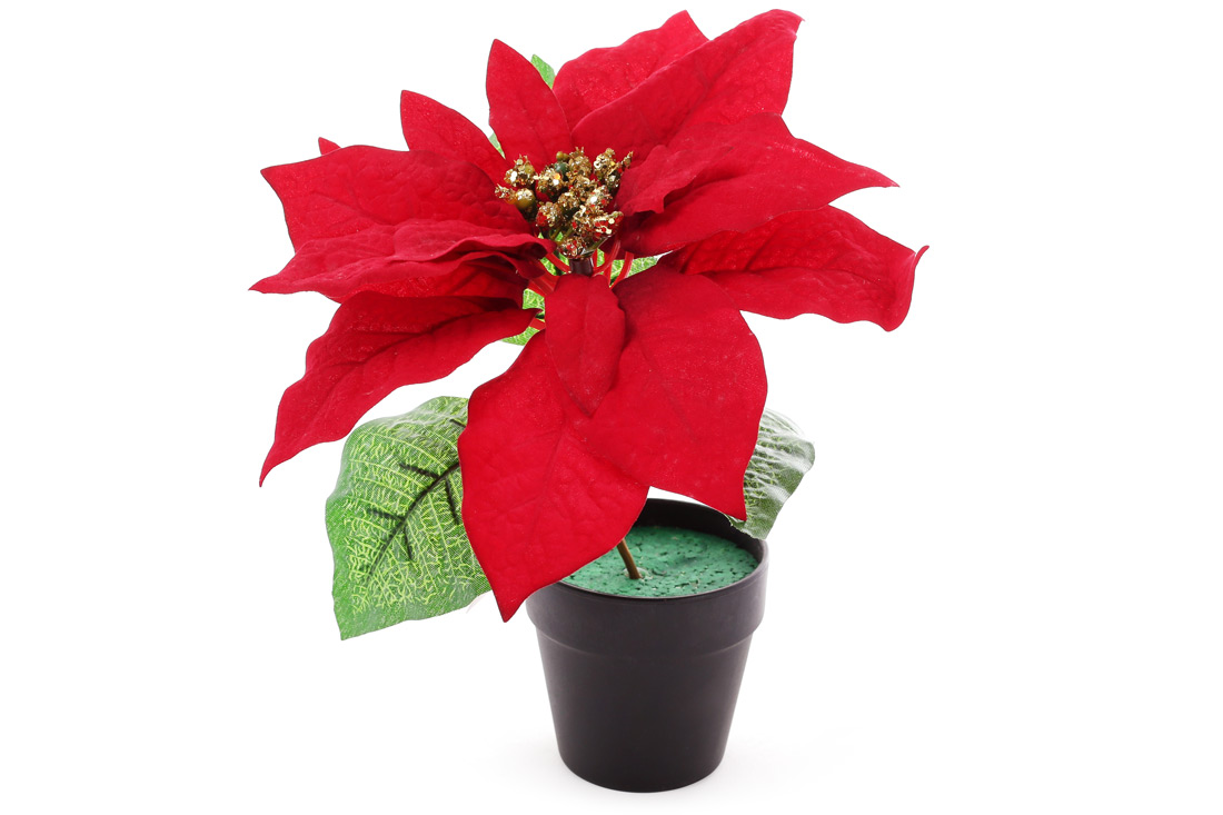 Декоративна квітка Пуансетія 18см у горщику, колір - червоний