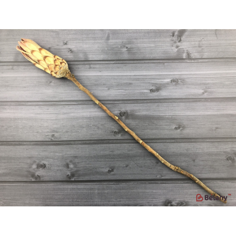 Сухоцвет "Протея" #3