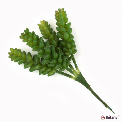 Суккуленты "Очиток"