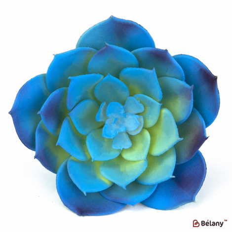 Суккуленты "Синее око"