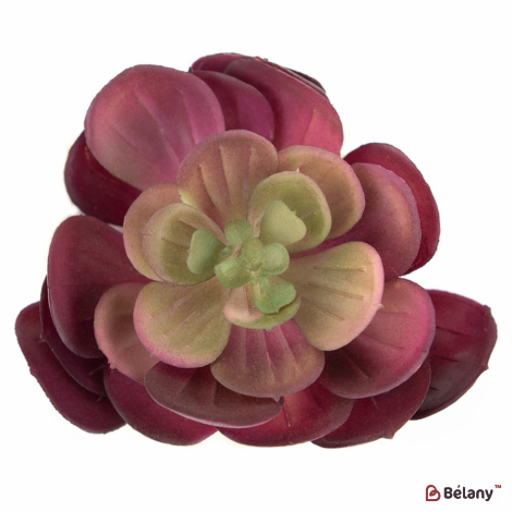 Суккуленты "Эхеверил бордо"