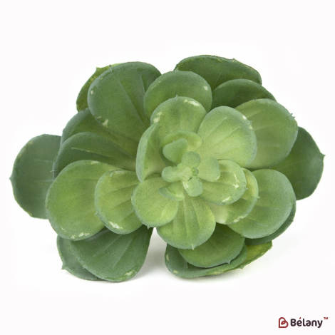 Суккуленты "Эхеверия"