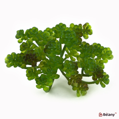 Суккуленты "Молодило"