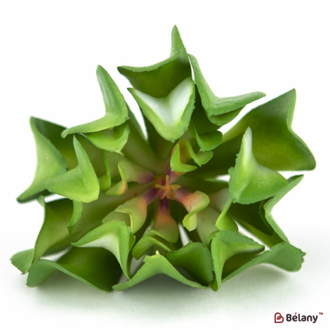 Суккулент "Vita"