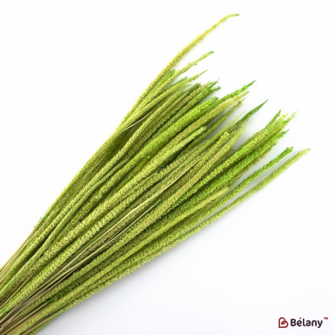 сухоцвет "02"