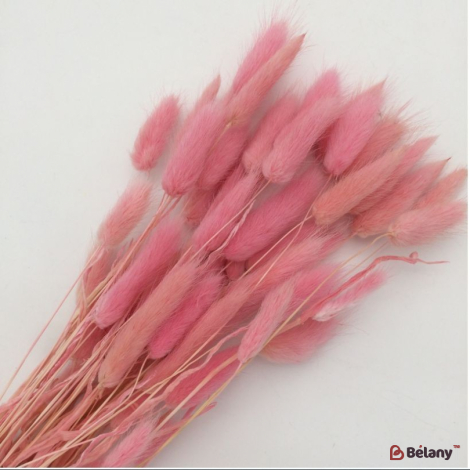 Сухоцвет розовый лагурус