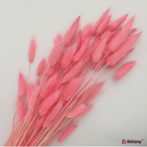 Сухоцвет лососевый лагурус