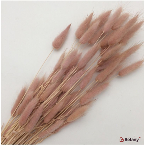 Сухоцвет пюсовый лагурус