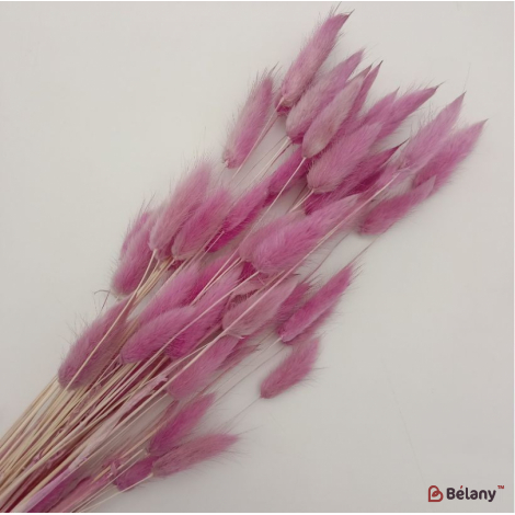 Сухоцвет малиновый лагурус