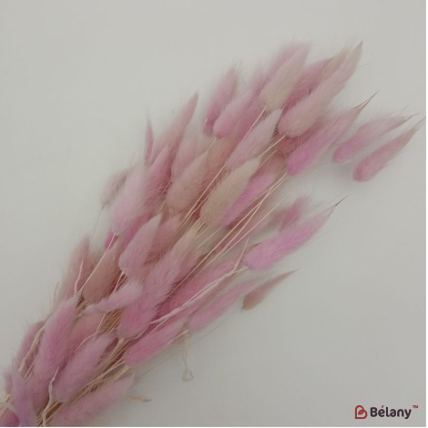 Сухоцвет бело-розовый лагурус