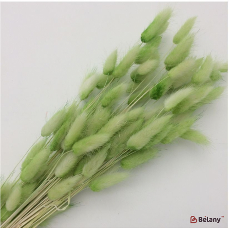 Сухоцвет зеленый лагурус