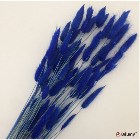 Сухоцвет синий лагурус