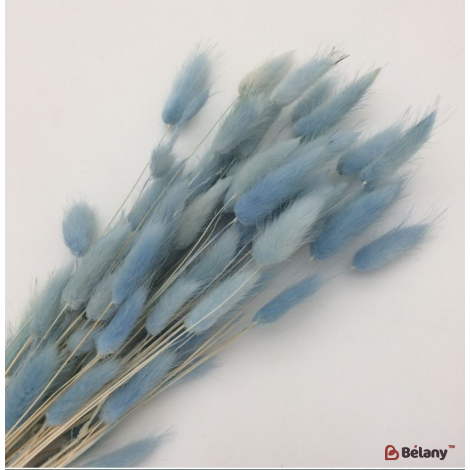 Сухоцвет голубой лагурус