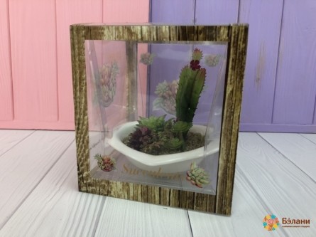 Суккулент "Cactus" гранатовый