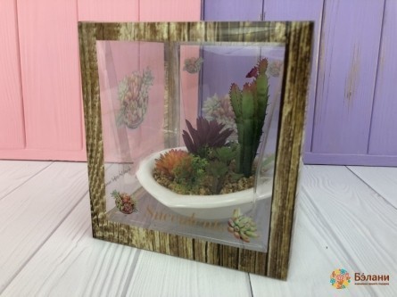 Сукулент "Cactus"