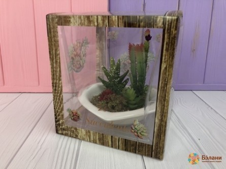 Суккулент "Cactus"