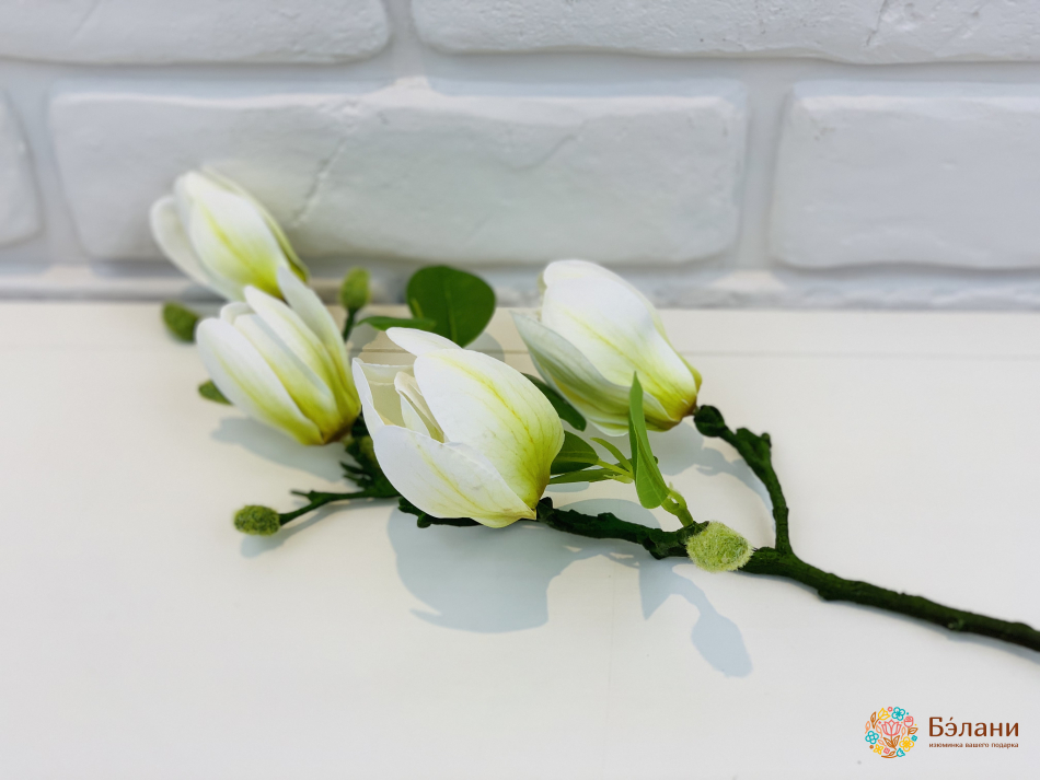 Ветка магнолии бело-желтая