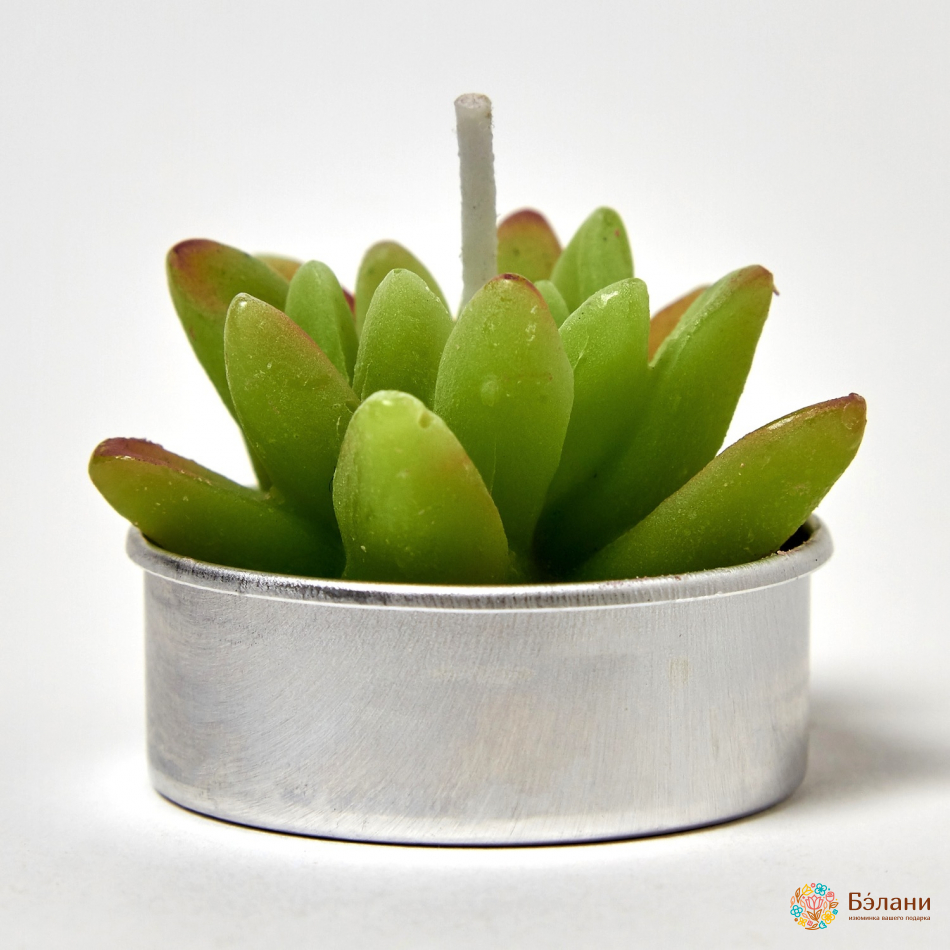 Свечи "Little Cactus №1" | 3